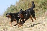 BEAUCERON 259